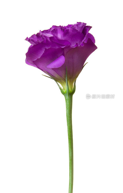 Eustoma (lisianthus)。